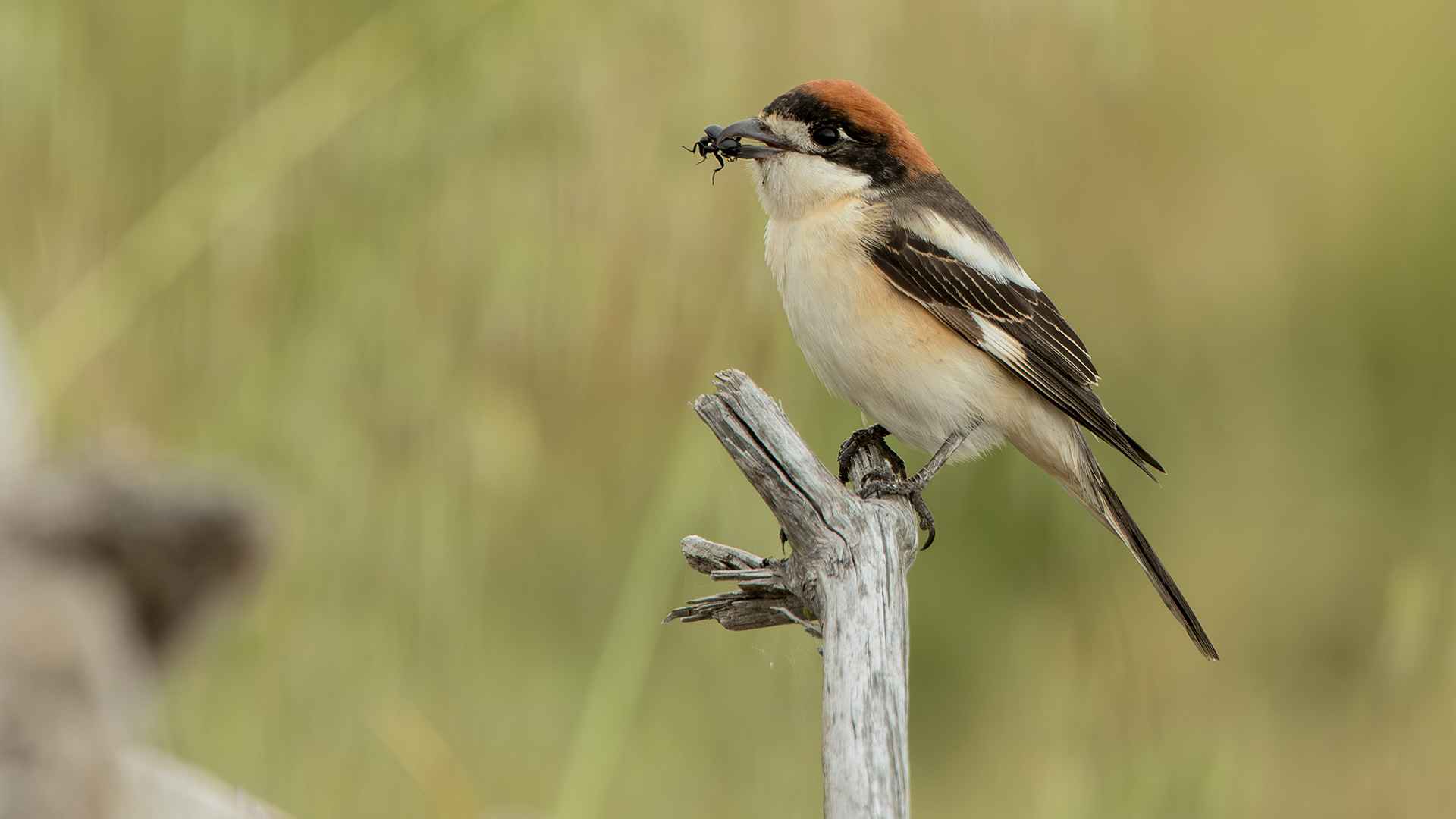 Woodchat Shrike